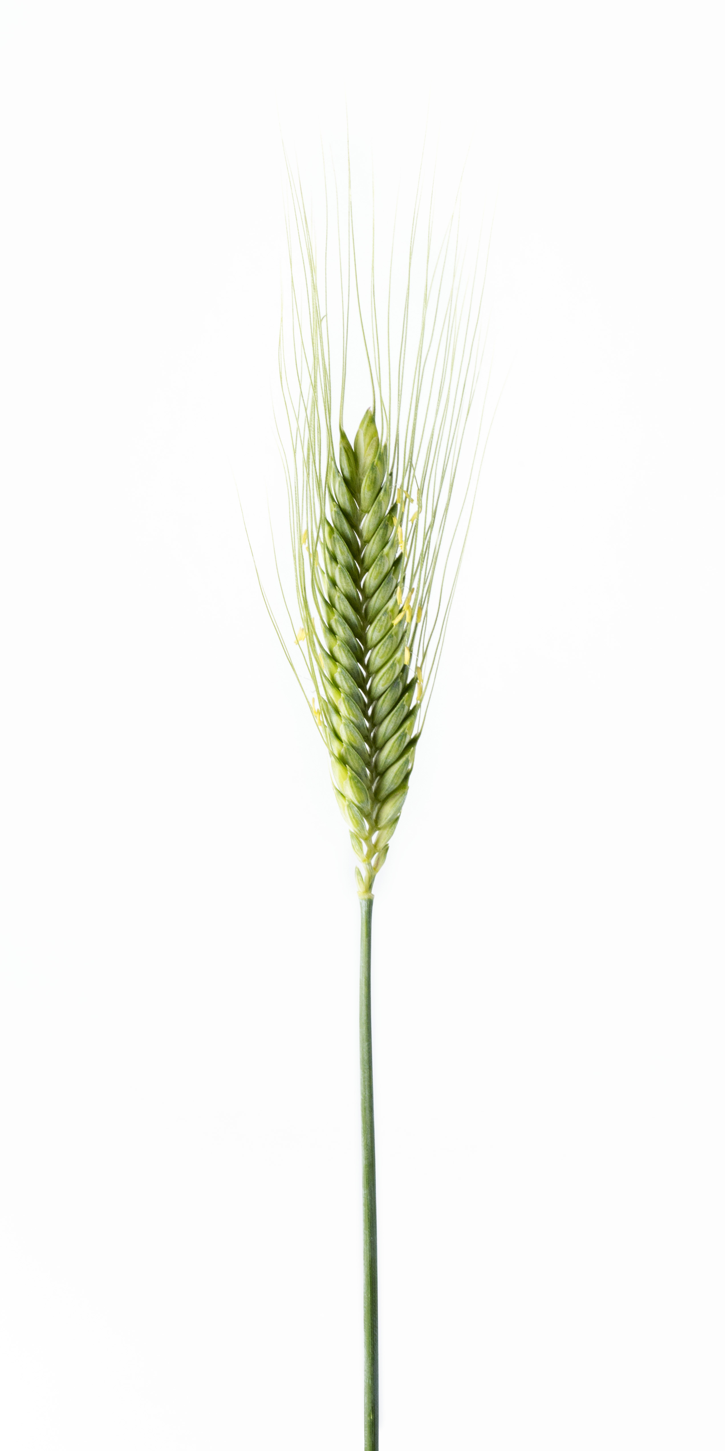 Triticum monococcum
