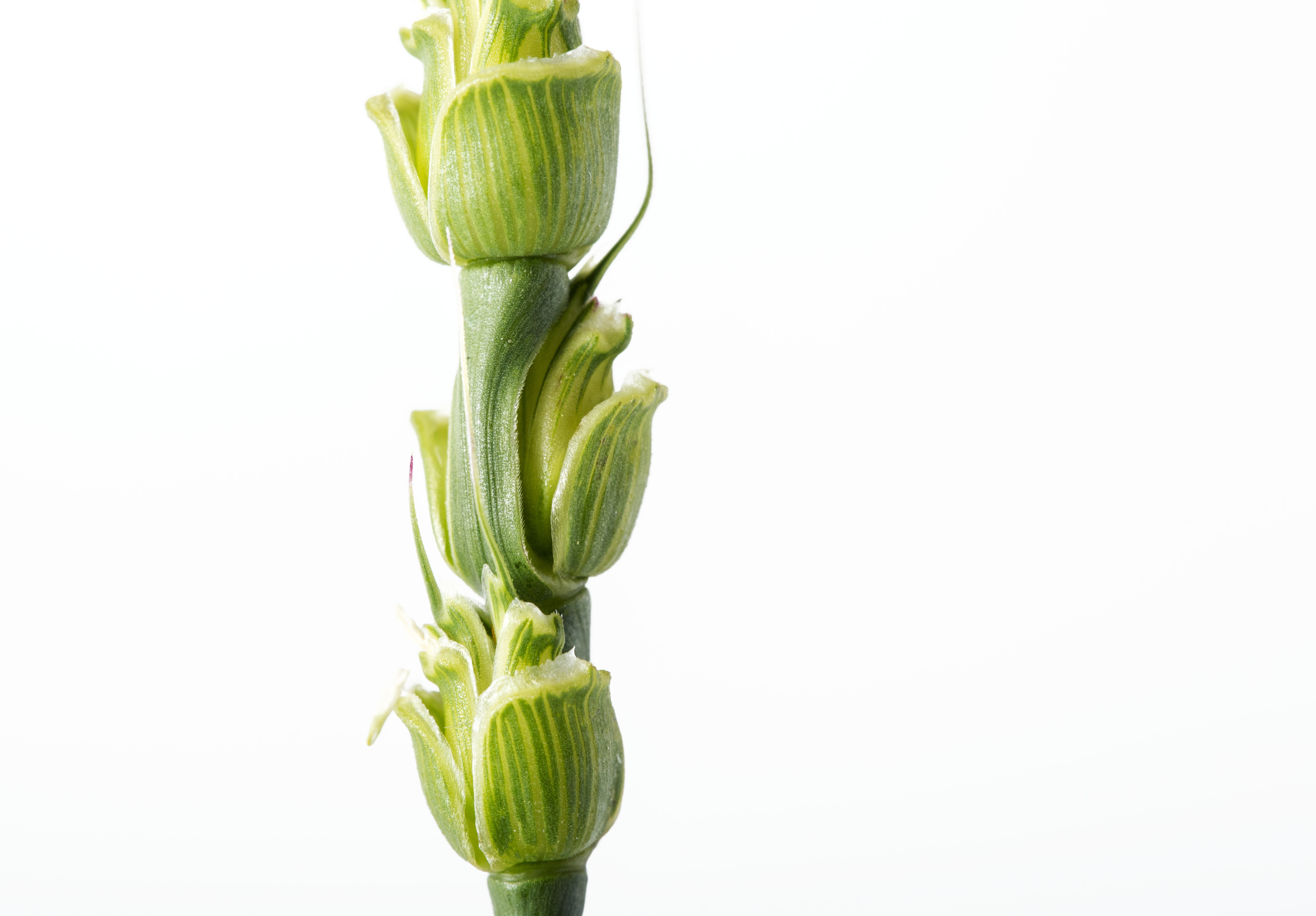 Triticum monococcum