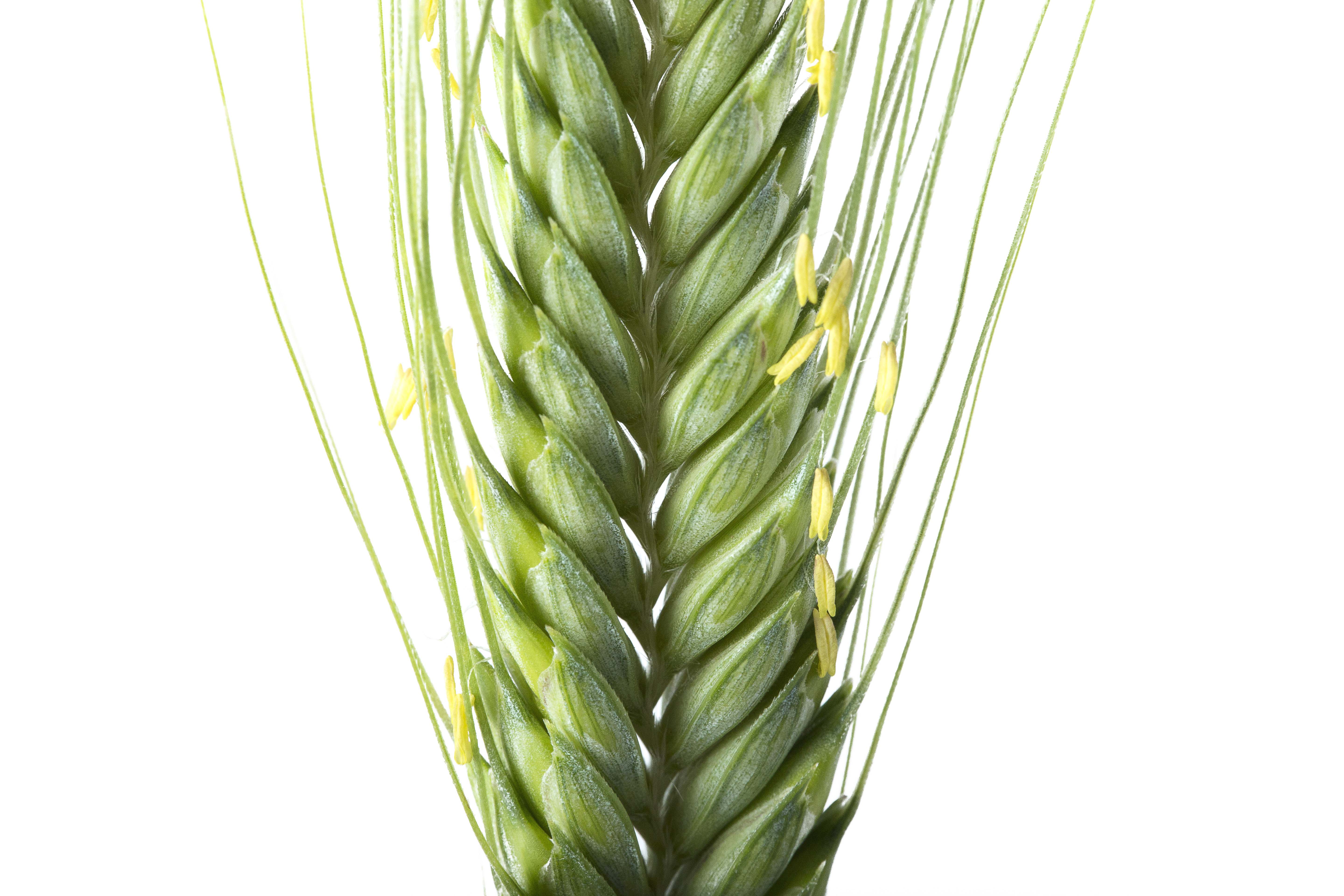 Triticum monococcum