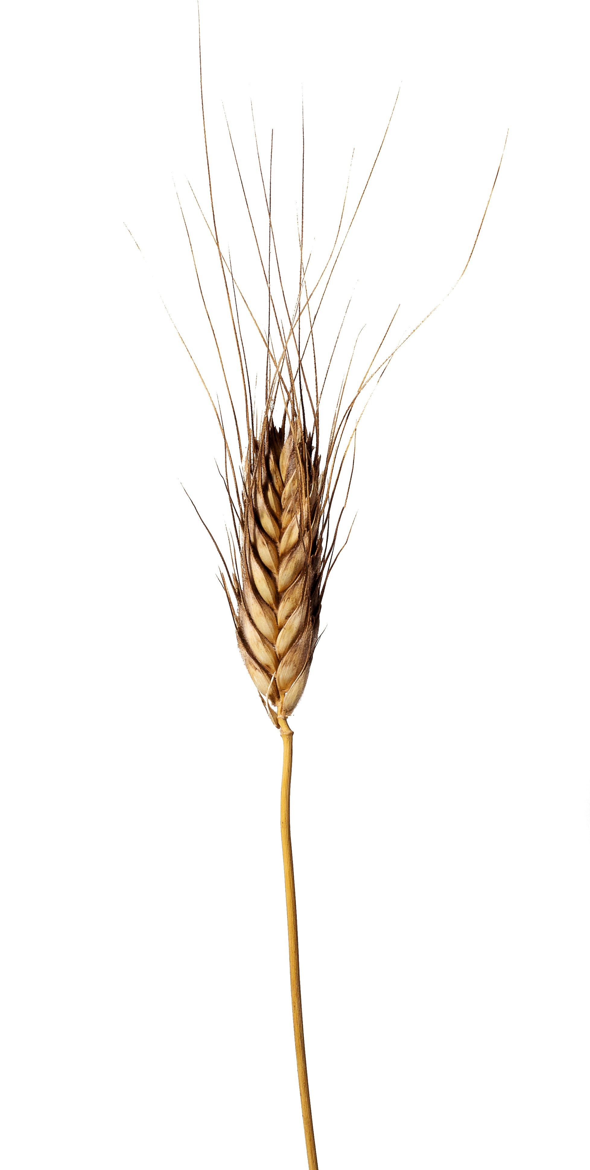 Triticum monococcum