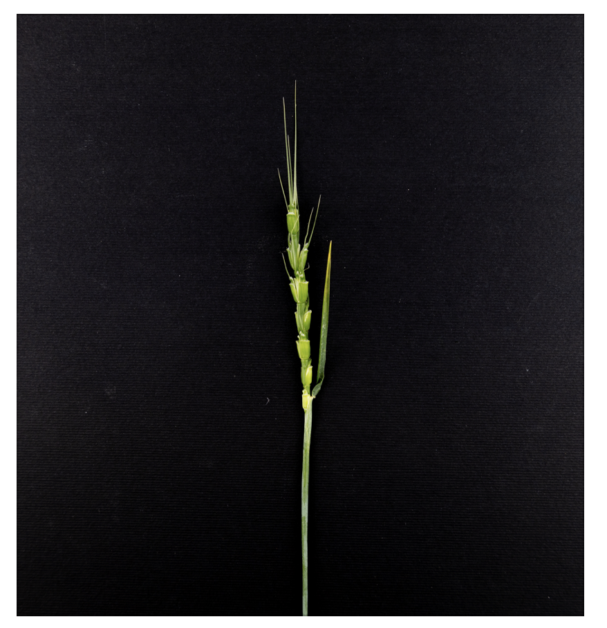 tauschii_figure1