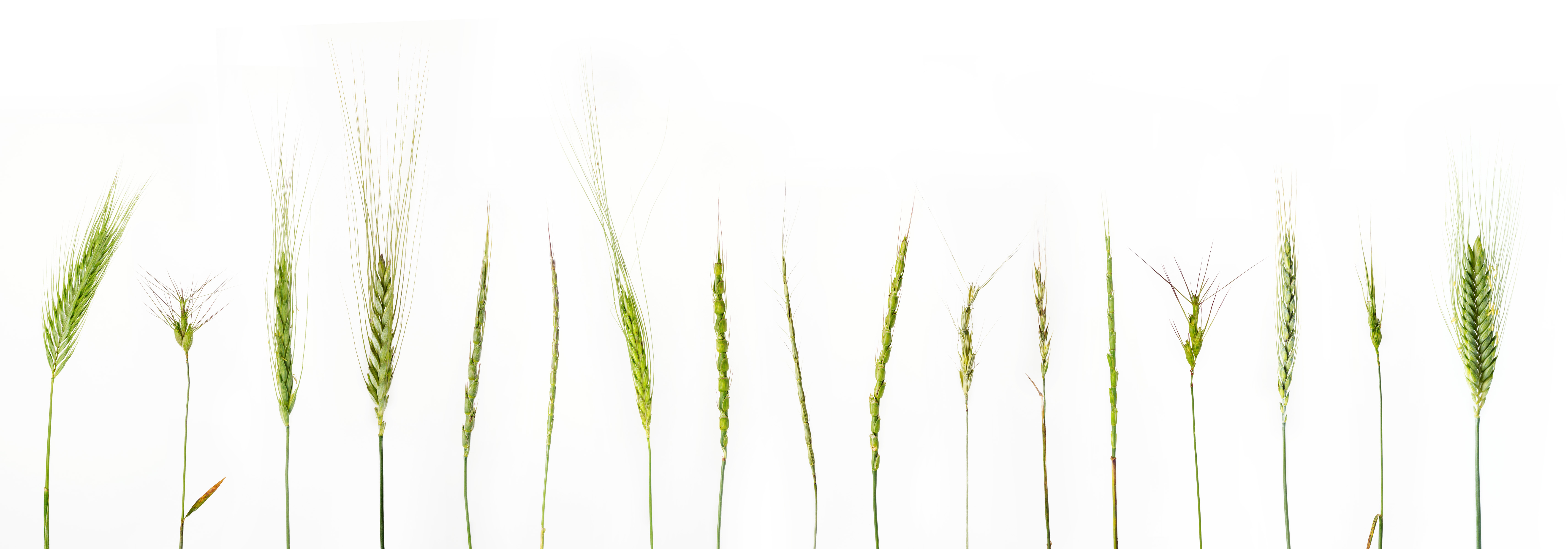 Triticum monococcum