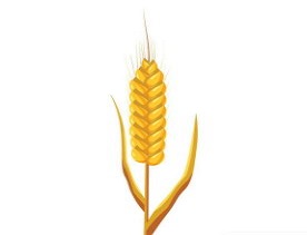 wheat_varieties